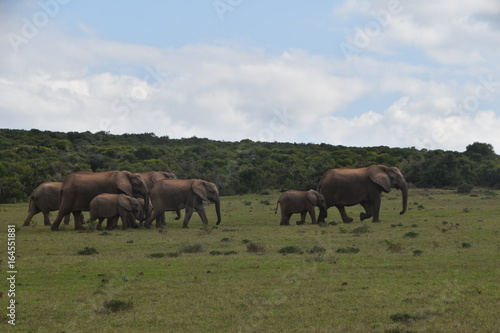 troupeau d'éléphant parc national Addo