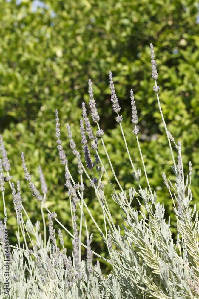 Lavender in summer, Colorful photo of lavender with green background, Selective focus with shallow depth of field Lavender in summer, Colorful photo of lavender with green background, Selective focus with shallow depth of field