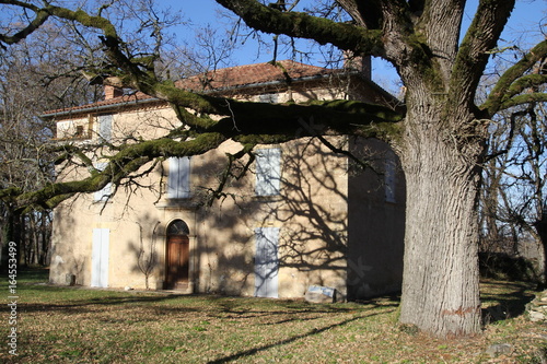 très beau chêne devant une maison du Quercy photo