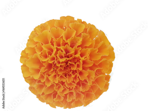 beautiful orange marigold flower isolated white background