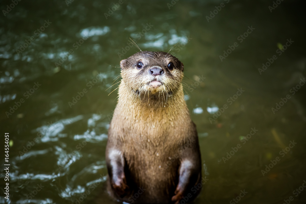 Fototapeta premium otter in chiangmai Thailand