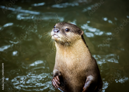 otter in chiangmai Thailand