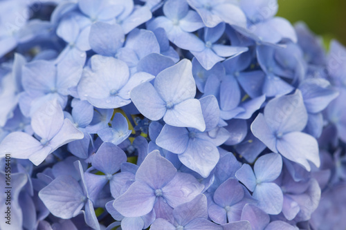 Hydrangea flowers, beautiful blue and lilac flower buds © All5