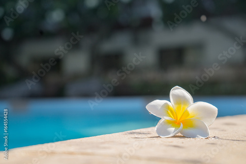 plumeria flower on swimming pool