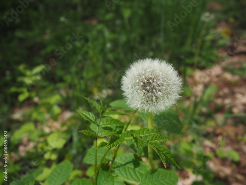 Dandelion close up