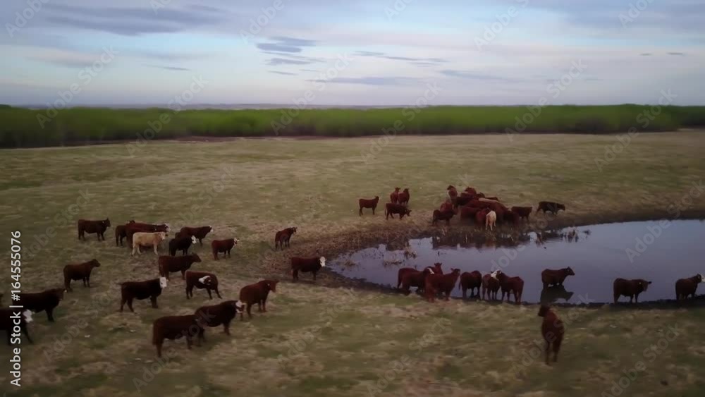 Cattle in a field at sunset Cattle in a field at sunset