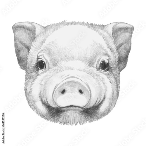 Portrait of Piggy. Hand drawn illustration. Vector