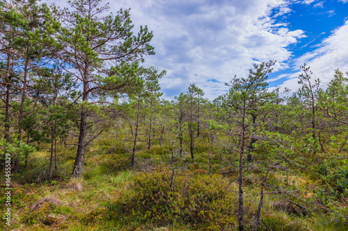 peat bog