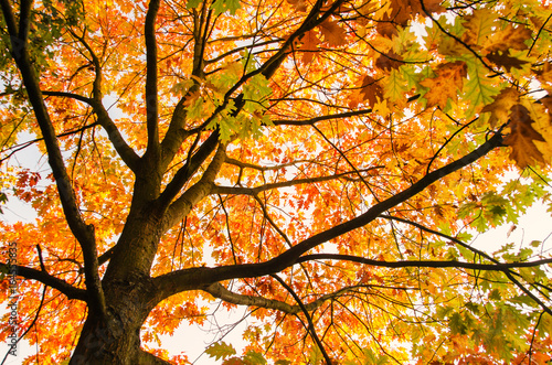 Invitation to dream, silence, relation, timeout, happiness: wonderful day in autumn forest :)