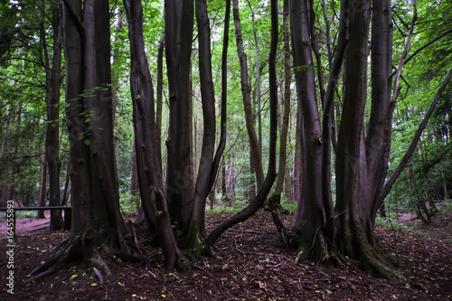 Tree trunks at Hartshill Hayes country Park, Nuneaton UK 