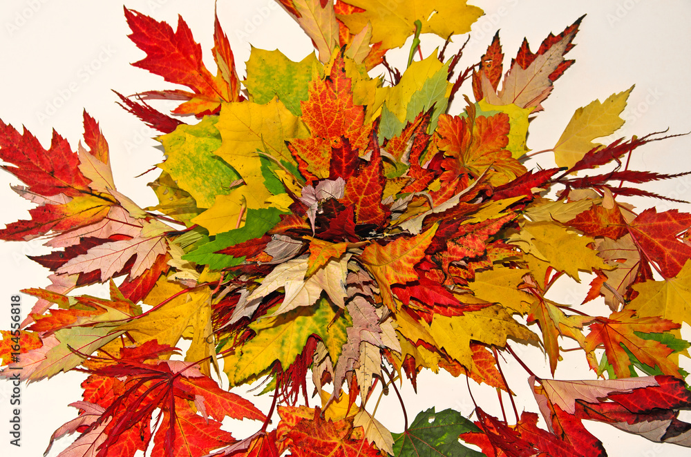 Fototapeta premium Fall beauty: colorful autumn leaves. Isolated on white background :)