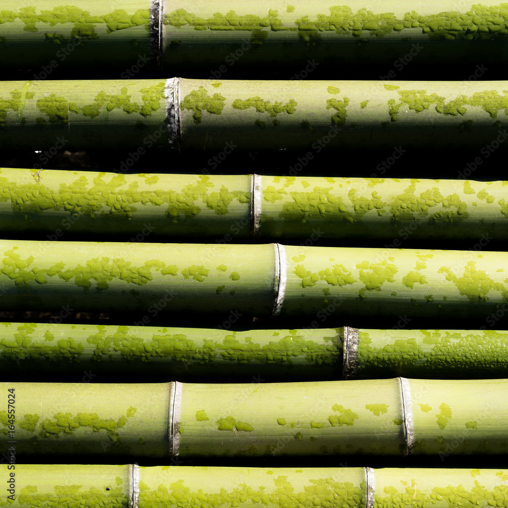 Fototapeta premium bamboo