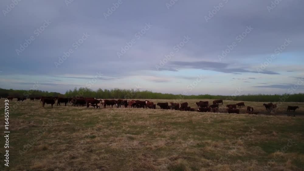Cattle in a field at sunset