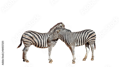 Closeup Two Zebras on White Background