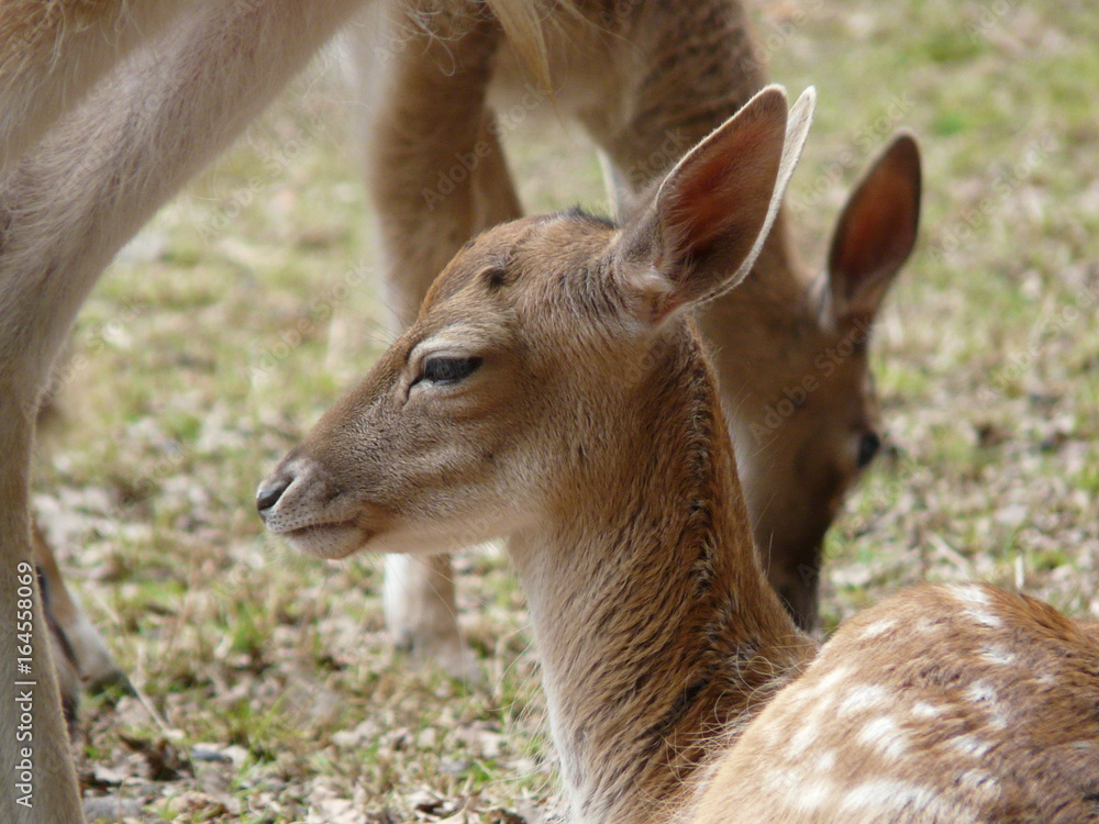 Obraz premium Biche et faon