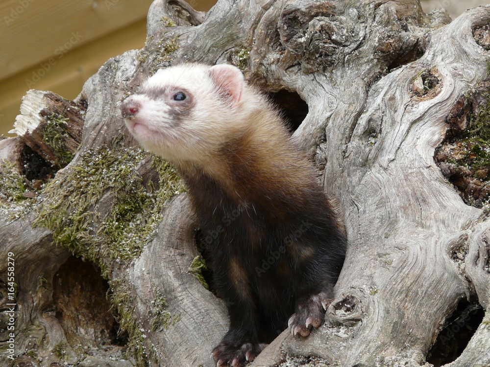 Obraz premium Furet