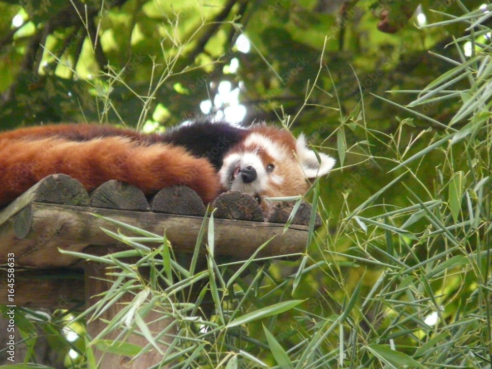 Naklejka premium panda roux