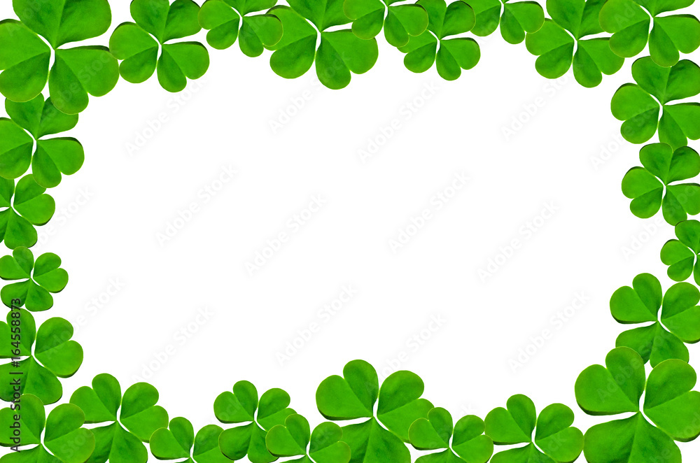 Frame from green leaves and fern on white background for isolated, Frame by green leaf and fern leaf, Free space by green leaves and fernon white background for cut of