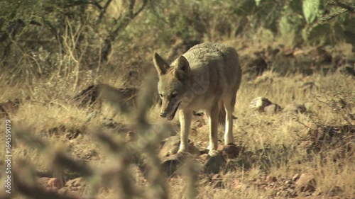 Coyotes Walking Around The Desert 7