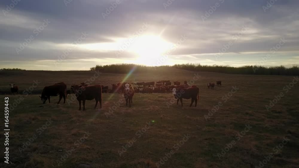 Cattle in a field at sunset Cattle in a field at sunset