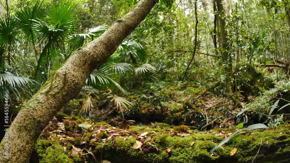 Forest floor decay of undergrowth rain forest ecosystem Forest floor decay of undergrowth rain forest ecosystem