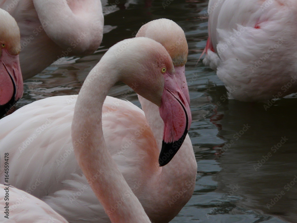 Fototapeta premium Couple de flamants