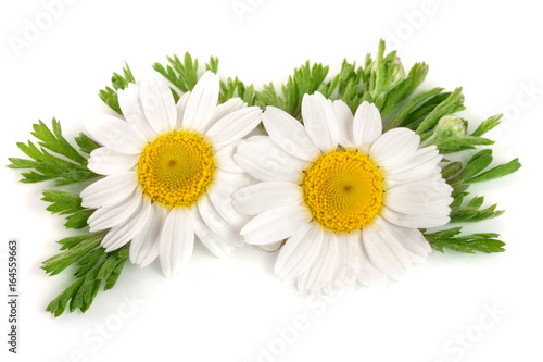 two chamomile or daisies with leaves isolated on white background photo