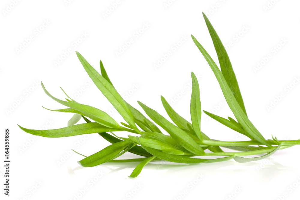 Sprig of tarragon isolated on a white background. Artemisia dracunculus Sprig of tarragon isolated on a white background. Artemisia dracunculus