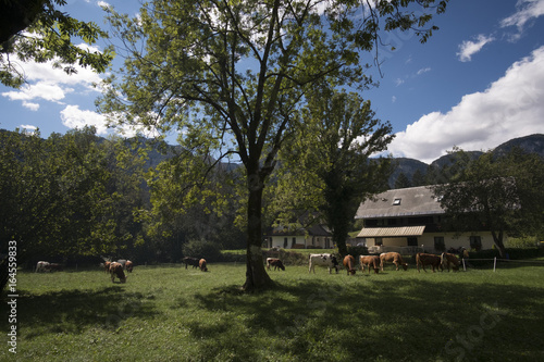 Bohinj cow ball and festival. Celebrating the return of cattle from from high pastures where they graze in summer.