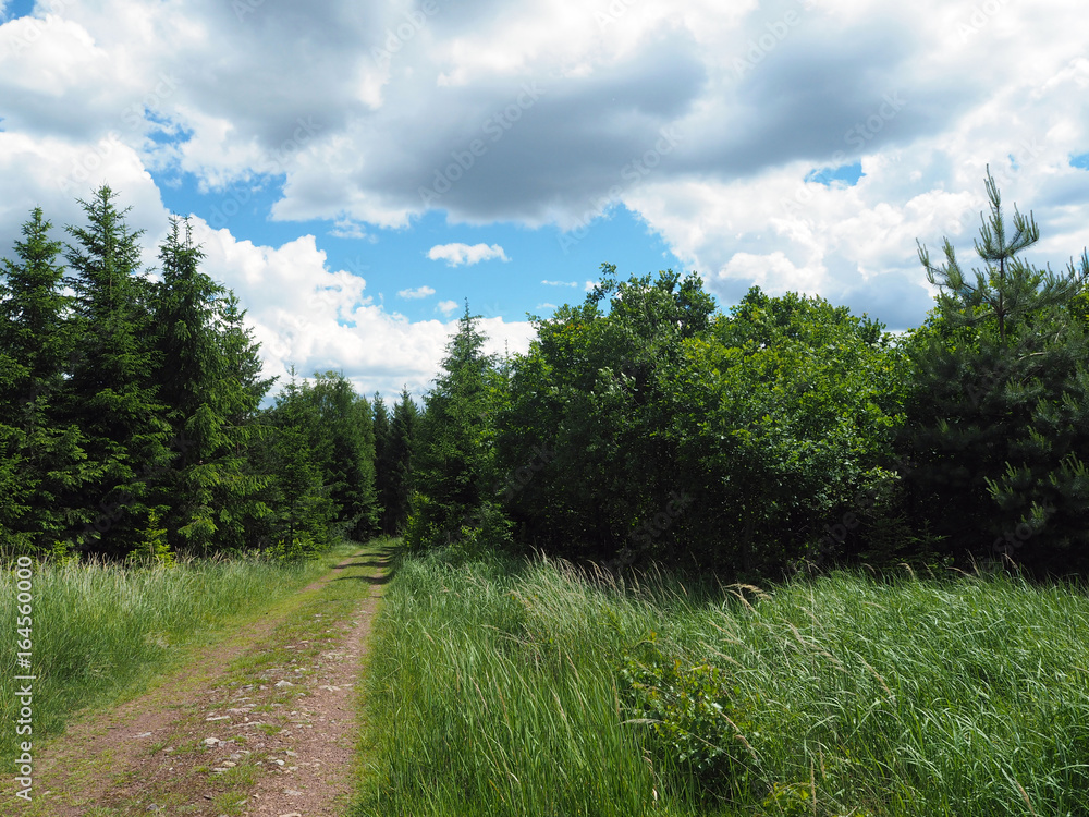 footpath in the spring assorted forest footpath in the spring assorted forest