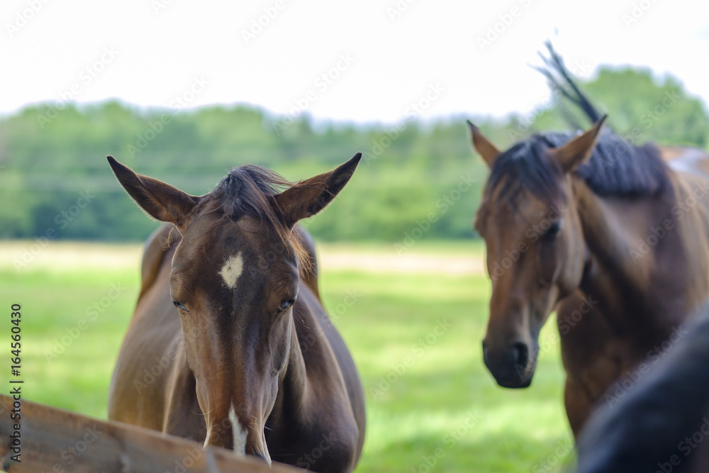 Naklejka premium Pferdeweiden in Niedersachsen