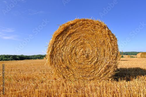 ballot de paille de face dans un champ  sous ciel bleu