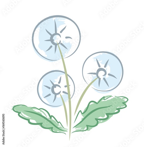 Fototapeta Naklejka Na Ścianę i Meble -  Flower of field dandelion. 