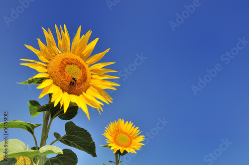 fleurs de tournesol sur fond de ciel bleu