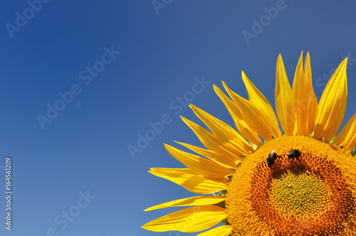 corolle d'une fleur de tournesol sur fond de ciel bleu