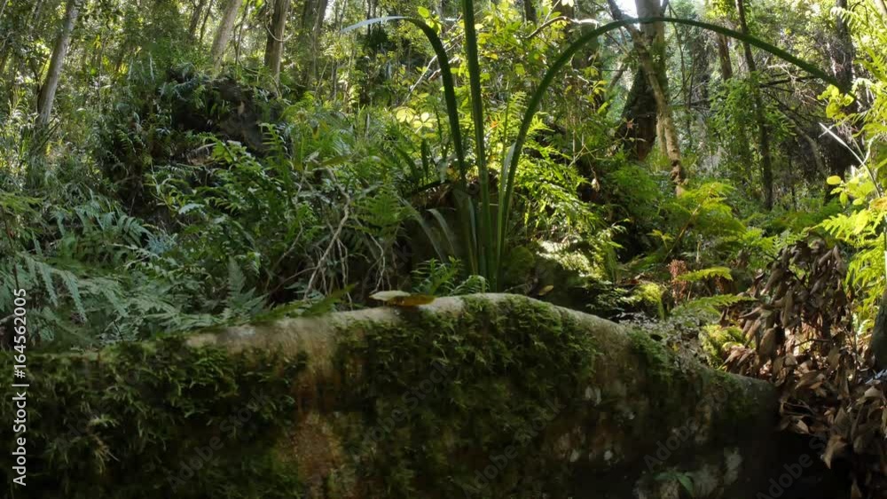 Fig Tree buttress root wild rainforest natural environment Fig Tree buttress root wild rainforest natural environment