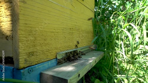 FullHD slowmotion footage. Plenty of bees at the entrance of beehive in apiary. Slowmotion prores video. Selective focus on entrance, Slow motion 240 fps. High Speed camera shot 1920x1080p photo