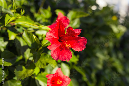 Beautiful Red Hibiscus flower photo
