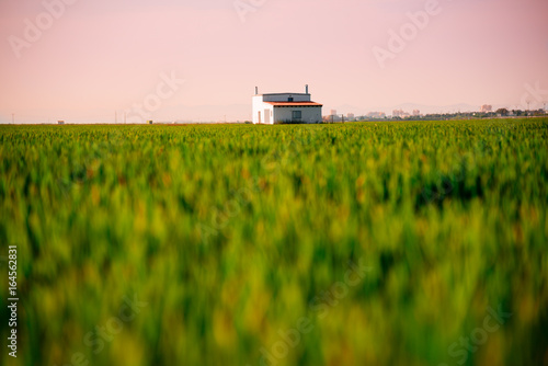 Rice field in Valencia