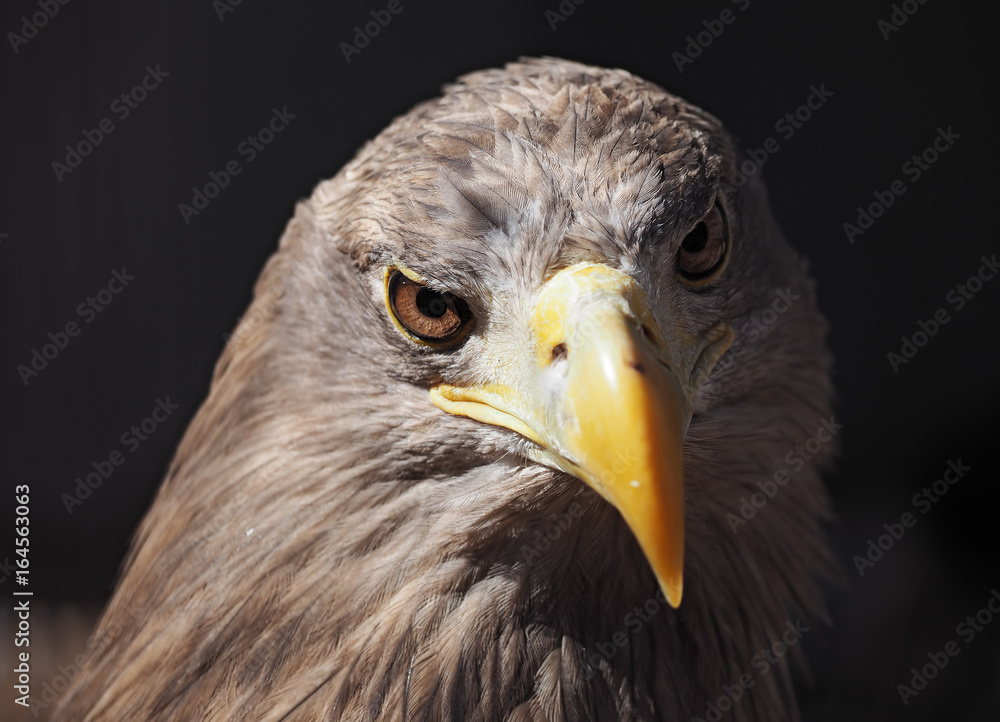 Eagle dangerous portrait head looking at camera Eagle dangerous portrait head looking at camera