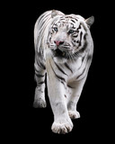 White tiger standing isolated at black