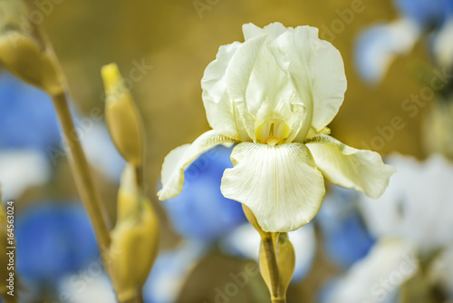 Fototapeta Naklejka Na Ścianę i Meble -  Lovely gentle light  iris flower in the garden. Soft focus. Lots of free space.
