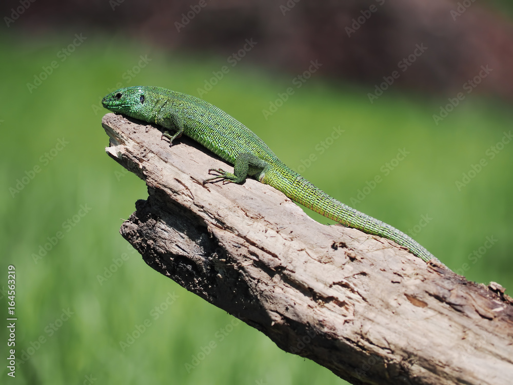 Green lizard laying at the wood stick at tree at the air
