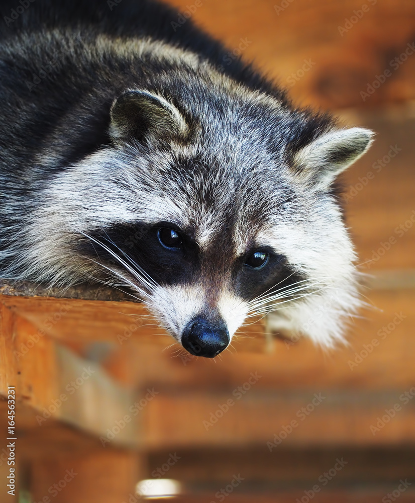 Racoon laying at wood and looking into the camera