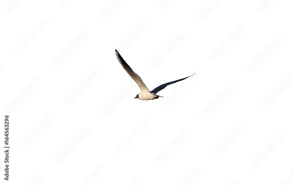 Obraz premium Seagull in flight isolated at white