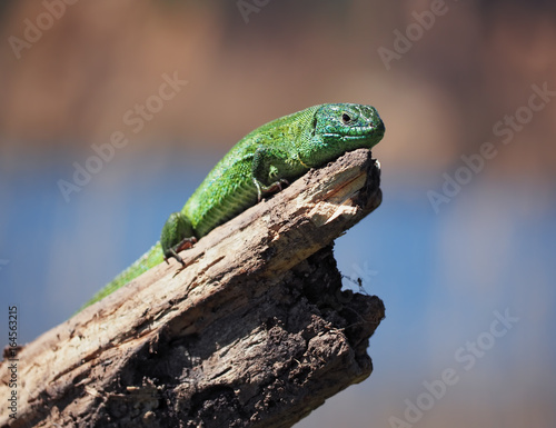 Green lizard laying at the wood stick at tree at the air close-up