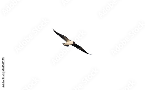 Seagull in flight isolated at white