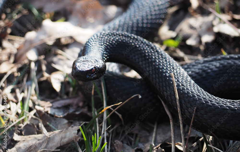 Fototapeta premium Snake black laying on the grass hunting attack
