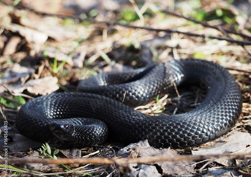Snake black laying at the green grass hunting attack