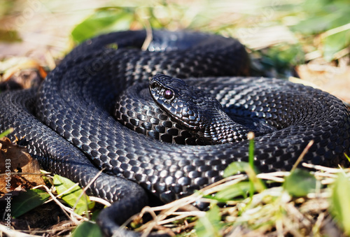 Snake black laying at the green grass with red eyes curled up in a ball